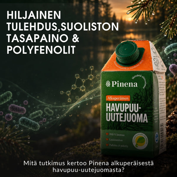 Hiljainen tulehdus, suoliston tasapaino ja polyfenolit: mitä tutkimus kertoo Pinena alkuperäisestä havupuu-uutejuomasta?